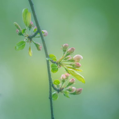 İlkbaharda açan güzel bir elma ağacı. Çiçek açan meyve ağacı dallı eski meyve bahçesi manzarası. Yumuşak odaklı güzel bir bahar manzarası.