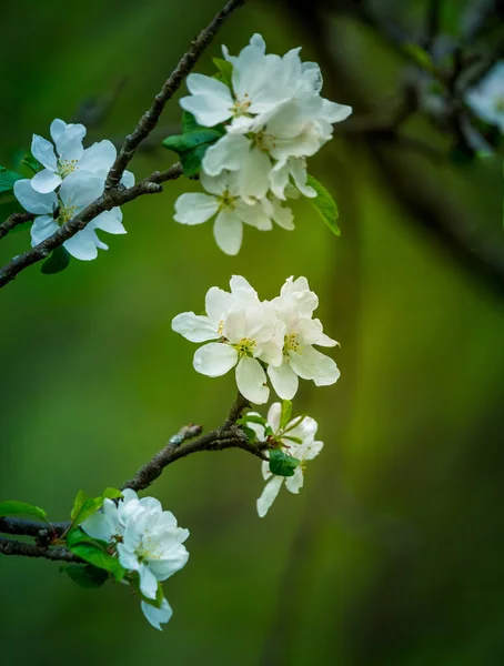 Smukt Æbletræ Blomster Grenene Gammelt Træ Forår Sceney Forladte Frugtplantager - Stock-foto