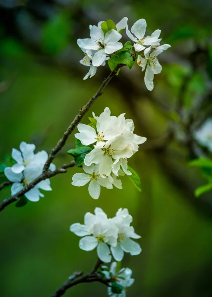 Een Mooie Appelboom Bloeit Takken Van Een Oude Boom Voorjaarsscenario — Stockfoto