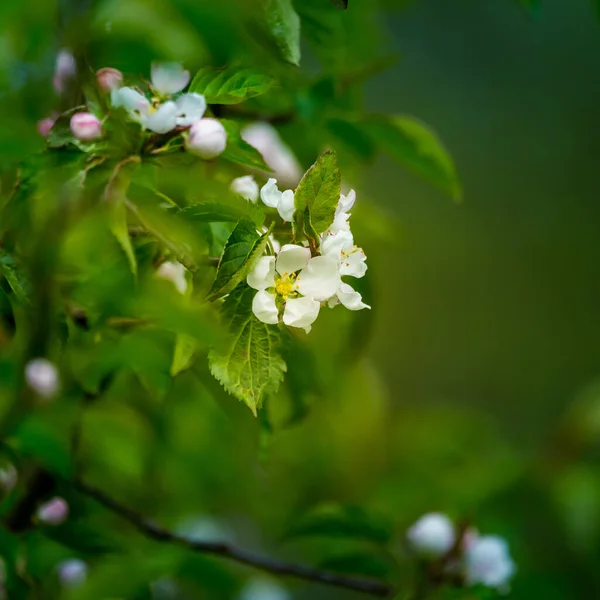 Uma Bela Macieira Floresce Nos Ramos Uma Árvore Velha Cenário — Fotografia de Stock