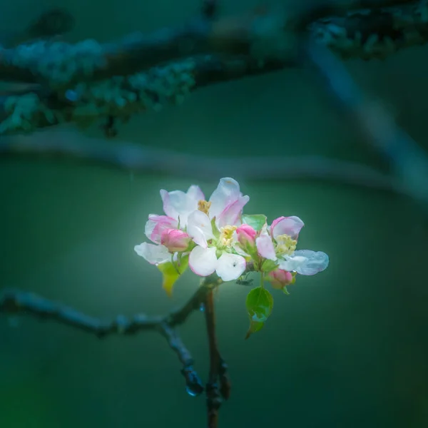 春には美しいリンゴの木が咲く 開花果物の木の枝と古い果樹園の風景 柔らかい焦点で美しい春の風景 — ストック写真