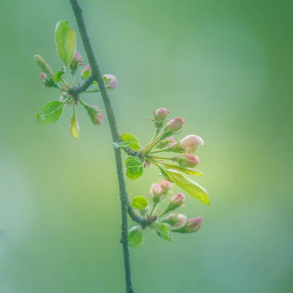 Uma Bela Macieira Florescendo Primavera Cenário Velho Pomar Com Ramo — Fotografia de Stock