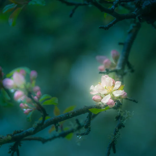 Ein Schöner Apfelbaum Blüht Frühling Alte Obstbaumlandschaft Mit Einem Blühenden — Stockfoto