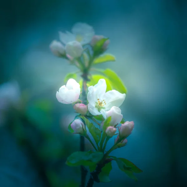 Beautiful Apple Tree Blossoming Spring Old Orchard Scenery Blooming Fruit — Stock Photo, Image