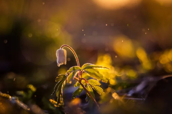 Eine Schöne Anemonenblüte Auf Einem Waldboden Während Des Sonnenaufgangs Frühlingshafte — Stockfoto