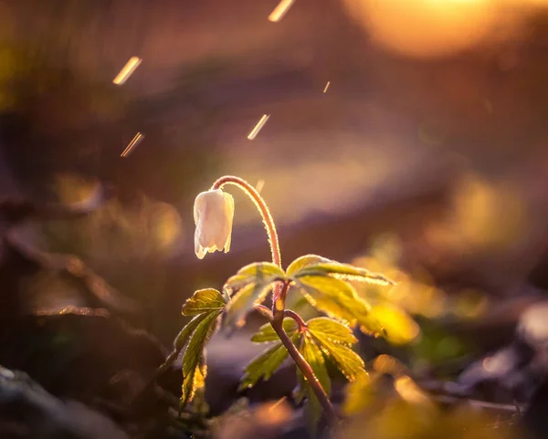 Una Hermosa Flor Anémona Madera Suelo Forestal Durante Amanecer Paisaje —  Fotos de Stock