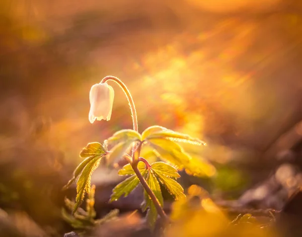 Una Hermosa Flor Anémona Madera Suelo Forestal Durante Amanecer Paisaje — Foto de Stock