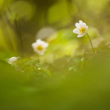 Orman zemininde çiçek açan güzel beyaz bir orman şakayığı doğal yaşam alanında. Kuzey Avrupa 'nın bahar manzarası.