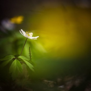 İlkbaharda güzel beyaz bir ahşap şakayık çiçeği. Sığ alan derinliği, geniş negatif alan. Anemone Nemorosa Kuzey Avrupa 'da orman zemininde. Çiçek açan tek çiçek.