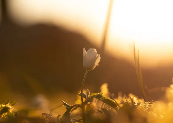 A beautiful wood anemone flower on a forest ground during the sunrise. Morning spring scenery with sun flares. Forest landscape in spring in Northern Europe.