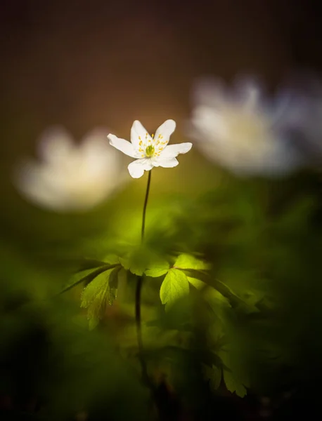 Eine Schöne Weiße Anemone Blüht Auf Dem Waldboden Natürlichem Lebensraum — Stockfoto