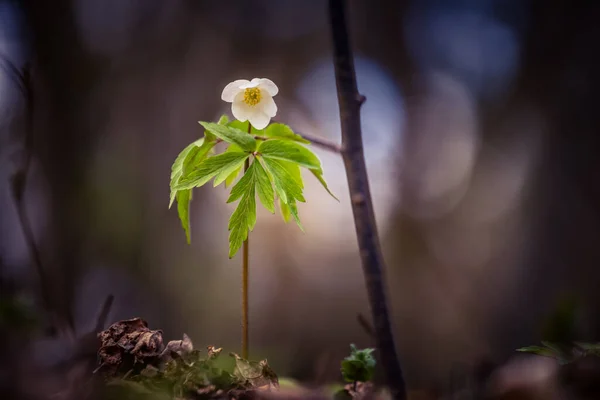 Beautiful White Wood Anemone Flowers Blooming Forest Ground Natural Habitat — Stock Photo, Image