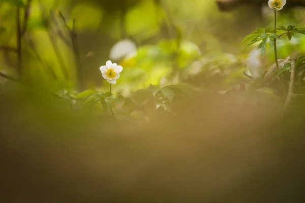 Eine Schöne Weiße Anemone Blüht Auf Dem Waldboden Natürlichem Lebensraum — Stockfoto
