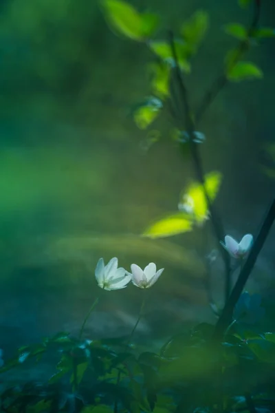 自然の生息地の森の地面に咲く美しい白い木のイソギンチャクの花 北ヨーロッパの春の風景 — ストック写真