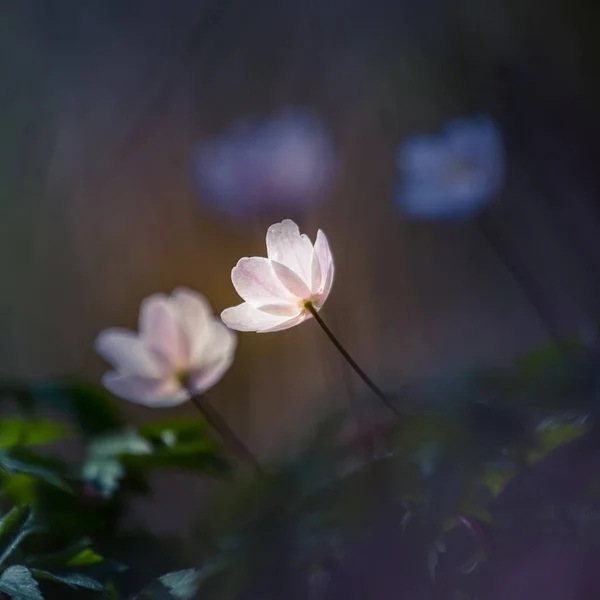 Beautiful White Wood Anemone Flowers Blooming Forest Ground Natural Habitat — Stock Photo, Image