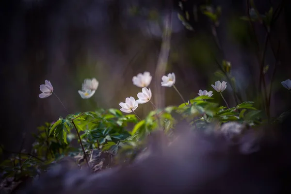 一片美丽的白木海葵花朵盛开在森林地面上的自然栖息地 北欧的春天风景 — 图库照片