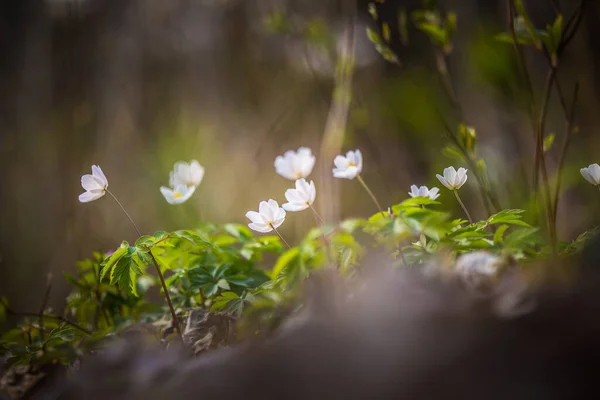 一片美丽的白木海葵花朵盛开在森林地面上的自然栖息地 北欧的春天风景 — 图库照片