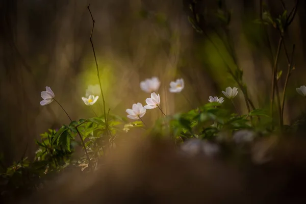 Une Belle Anémone Blanche Fleurit Sur Sol Forestier Dans Habitat — Photo
