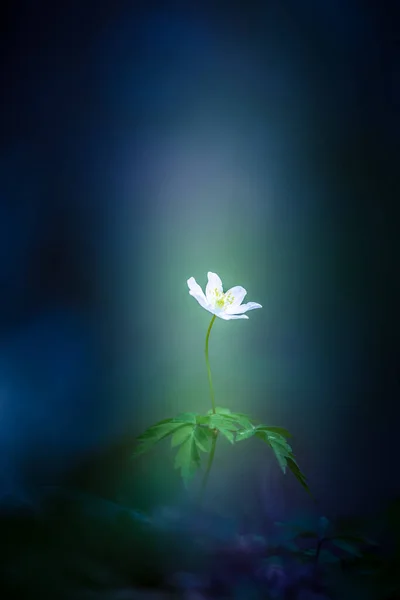 İlkbaharda güzel beyaz bir ahşap şakayık çiçeği. Sığ alan derinliği, geniş negatif alan. Anemone Nemorosa Kuzey Avrupa 'da orman zemininde. Çiçek açan tek çiçek.