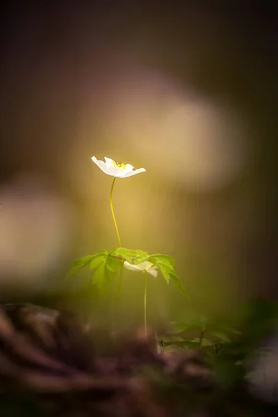 Beautiful White Wood Anemone Flower Spring Shallow Depth Field Wide — Stock Photo, Image