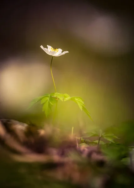 Una Hermosa Flor Anémona Madera Blanca Primavera Profundidad Campo Superficial — Foto de Stock