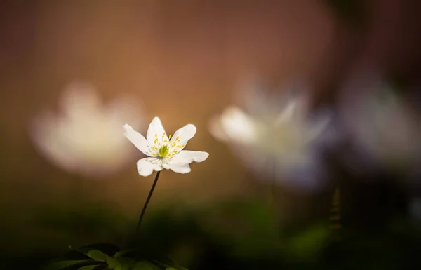 Una Hermosa Flor Anémona Madera Blanca Primavera Profundidad Campo Superficial —  Fotos de Stock