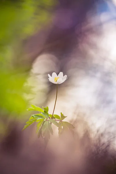 Piękny Biały Kwiat Anemonu Drewna Wiosnę Płytka Głębokość Pola Szeroka — Zdjęcie stockowe