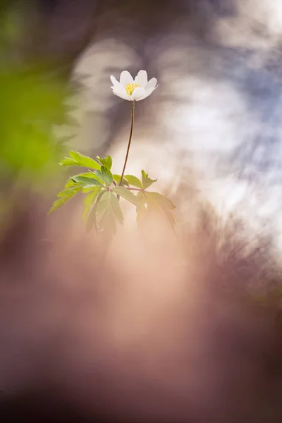 Красивый Белый Цветок Анемона Весной Мелкая Глубина Резкости Широкое Негативное — стоковое фото