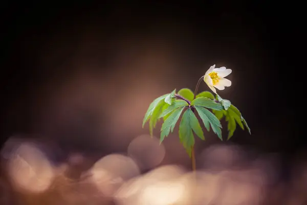 Een Prachtige Witte Anemoon Anemoon Bloem Het Voorjaar Ondiepe Scherptediepte — Stockfoto