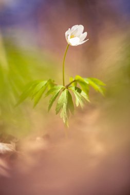 İlkbaharda güzel beyaz bir ahşap şakayık çiçeği. Sığ alan derinliği, geniş negatif alan. Anemone Nemorosa Kuzey Avrupa 'da orman zemininde. Çiçek açan tek çiçek.