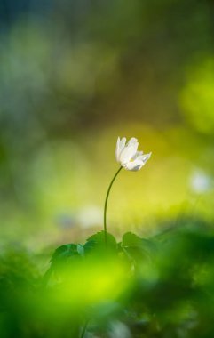 İlkbaharda güzel beyaz bir ahşap şakayık çiçeği. Sığ alan derinliği, geniş negatif alan. Anemone Nemorosa Kuzey Avrupa 'da orman zemininde. Çiçek açan tek çiçek.