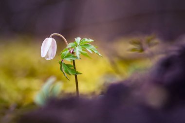 İlkbaharda güzel beyaz bir ahşap şakayık çiçeği. Sığ alan derinliği, geniş negatif alan. Anemone Nemorosa Kuzey Avrupa 'da orman zemininde. Çiçek açan tek çiçek.