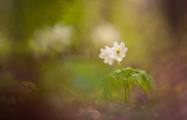 Orman zemininde güzel beyaz ahşap şakayıklar. Sığ alan derinliği, geniş negatif alan. Kuzey Avrupa 'daki doğal yaşam alanında Anemone nemorosa.