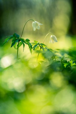 Orman zemininde güzel beyaz ahşap şakayıklar. Sığ alan derinliği, geniş negatif alan. Kuzey Avrupa 'daki doğal yaşam alanında Anemone nemorosa.