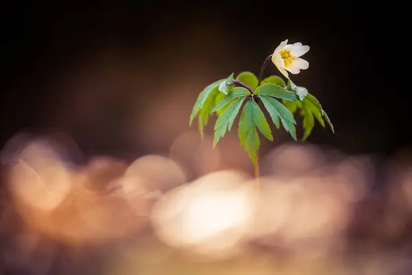 Bellissimo Fiore Anemone Legno Bianco Primavera Profondità Campo Bassa Ampio — Foto Stock