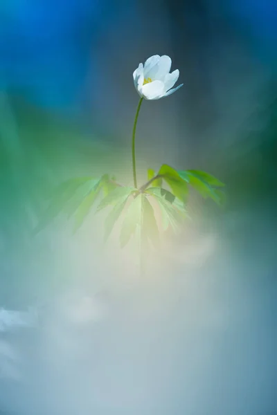 Una Hermosa Flor Anémona Madera Blanca Primavera Profundidad Campo Superficial — Foto de Stock