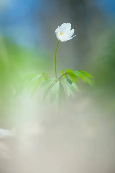 Una Hermosa Flor Anémona Madera Blanca Primavera Profundidad Campo Superficial —  Fotos de Stock