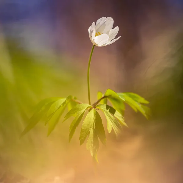 春天开了一朵美丽的白杨海葵花 场深度浅 空间宽阔 Anemone Nemorosa在北欧的森林地带一朵花盛开 — 图库照片