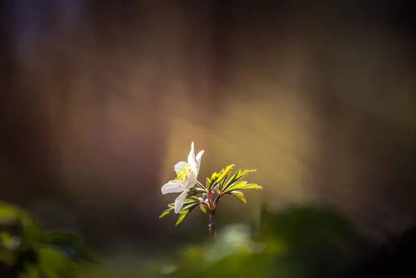 Une Belle Fleur Anémone Bois Blanc Printemps Profondeur Champ Faible — Photo