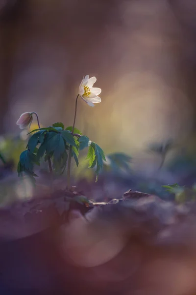 Красивый Белый Цветок Анемона Весной Мелкая Глубина Резкости Широкое Негативное — стоковое фото