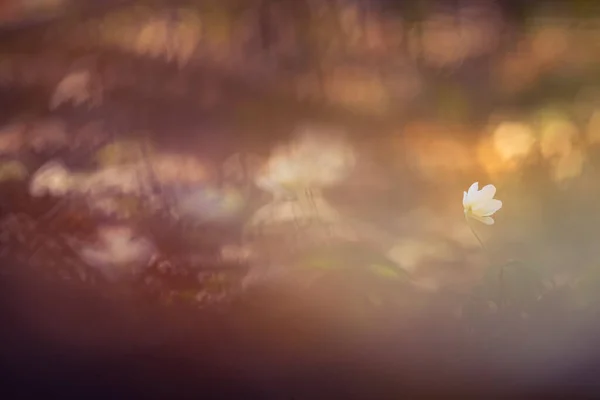 Beautiful White Wood Anemone Flower Spring Shallow Depth Field Wide — Stock Photo, Image