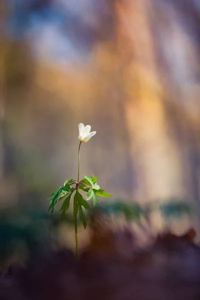 春天开了一朵美丽的白杨海葵花 场深度浅 空间宽阔 Anemone Nemorosa在北欧的森林地带一朵花盛开 — 图库照片