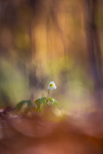 春天开了一朵美丽的白杨海葵花 场深度浅 空间宽阔 Anemone Nemorosa在北欧的森林地带一朵花盛开 — 图库照片