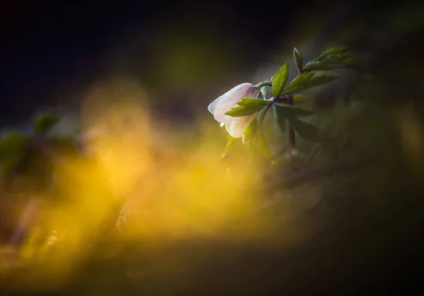 Una Hermosa Flor Anémona Madera Blanca Primavera Profundidad Campo Superficial — Foto de Stock