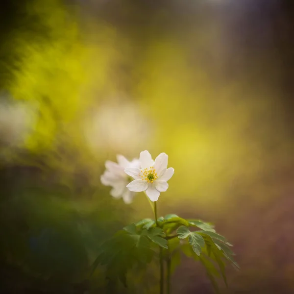 Piękne Białe Kwiaty Anemonu Drewna Terenie Lasu Płytka Głębokość Pola — Zdjęcie stockowe