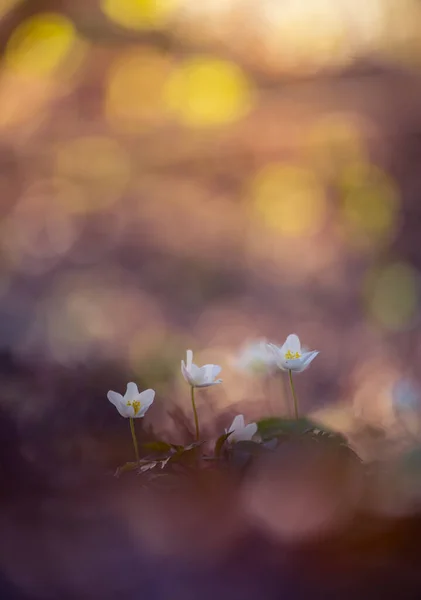 Vakre Hvite Anemonblomster Tre Skogmark Grunn Dybde Feltet Bredt Negativt – stockfoto