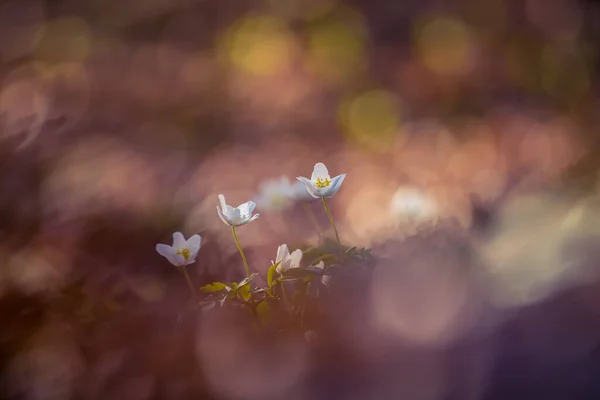 Hermosas Flores Anémona Madera Blanca Suelo Forestal Profundidad Campo Superficial — Foto de Stock