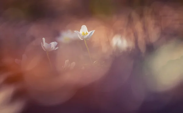Όμορφα Λευκά Άνθη Ανεμώνης Δασικό Έδαφος Χαμηλό Βάθος Πεδίου Ευρύς — Φωτογραφία Αρχείου