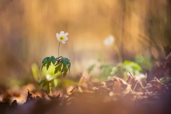 Krásné Bílé Dřevo Sasanky Květiny Lesní Půdě Mělká Hloubka Pole — Stock fotografie