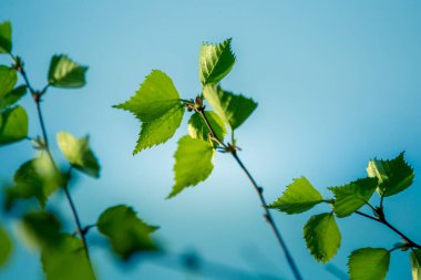 Baharda güzel huş ağacı yaprakları. Kuzey Avrupa ormanlarında taze, yeşil yapraklar.